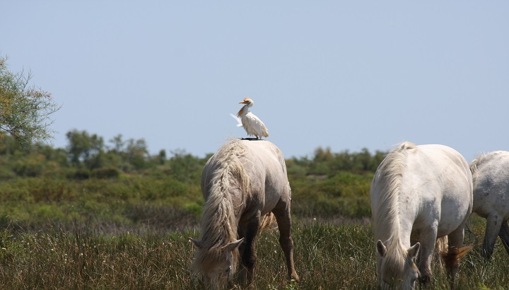 La LPO appelle à lancer une vaste consultation de la population et des acteurs locaux pour le PNR de Camargue